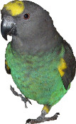 meyers parrot
